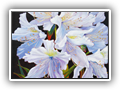 Azalea Blossoms 12x12 oil-1